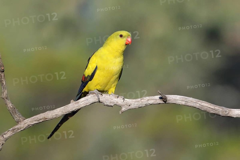 Regent Parrot (Polytelis anthopeplus) male perched on a branch, Victoria, Australia