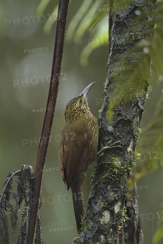 Strong-billed Woodcreeper (Xiphocolaptes promeropirhynchus), Ecuador