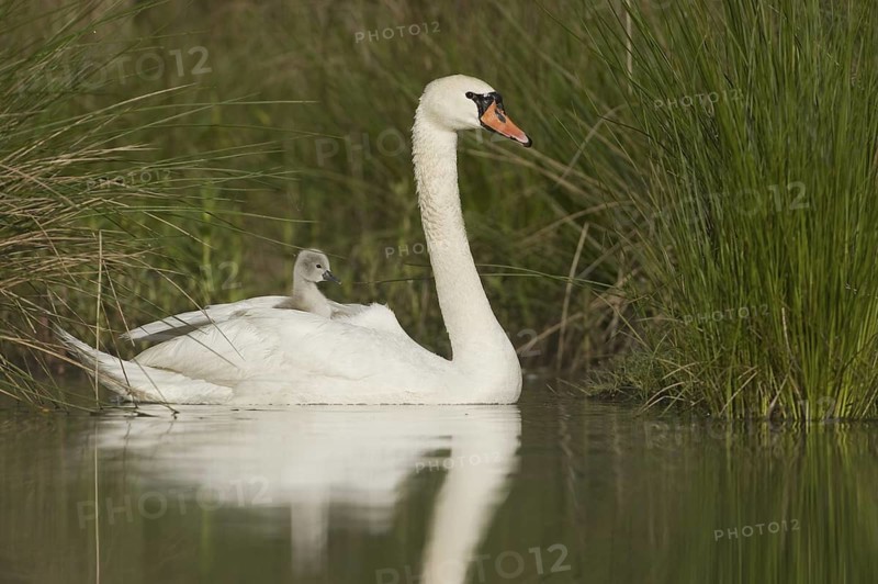 Mute Swan (Cygnus olor) juvenile, Saxony, Germany