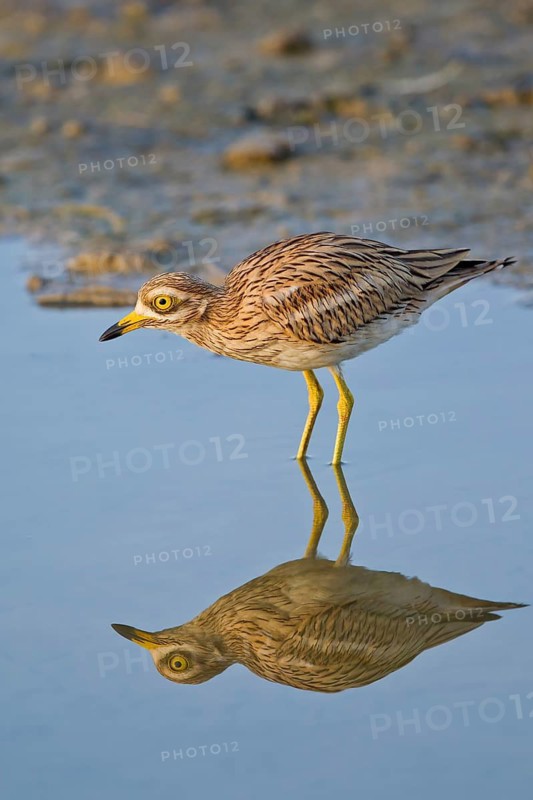Curlew (Burhinus oedicnemus) adult bird standing in the shallow water of a lake and reflected in calm water, Majorca, Spain