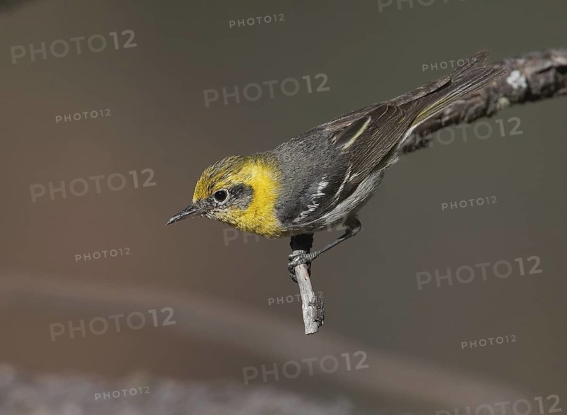 Olive Warbler (Peucedramus taeniatus) female, New Mexico, USA