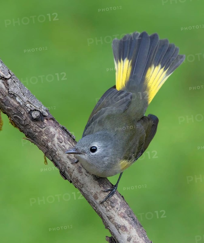 American Redstart, Setophaga ruticilla, fanning its tail in Saskatoon, Saskatchewan, Canada