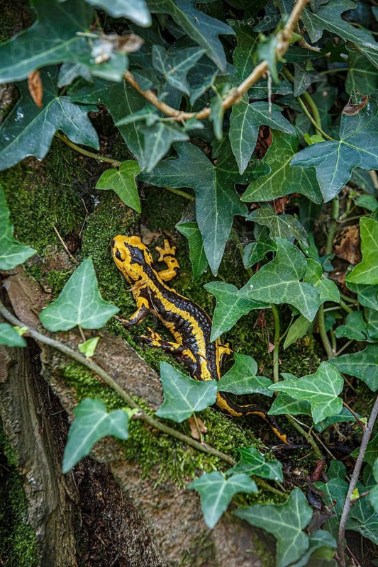 Fire Salamander (Salamandra salamandra bernardezi), endemic subspecies of a few points in north Spain, Oviedo, Spain
