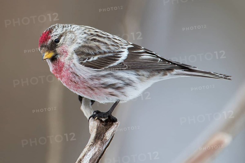 Common Redpoll (Acanthis flammea), Hokkaido, Japan