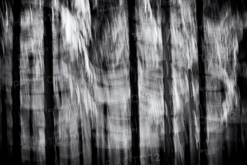 Winter landscape, snowy trees, wiping effect