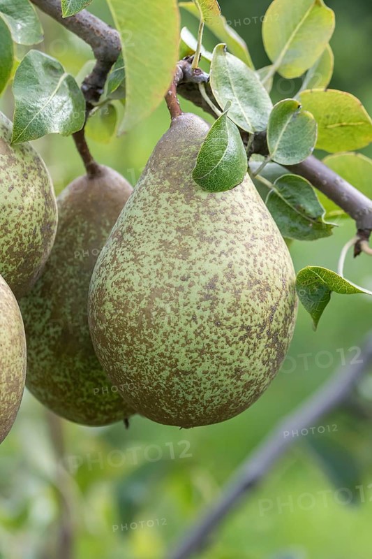 Pear (Pyrus communis GRÄFIN VON PARIS), Bundessorteamt, Germany