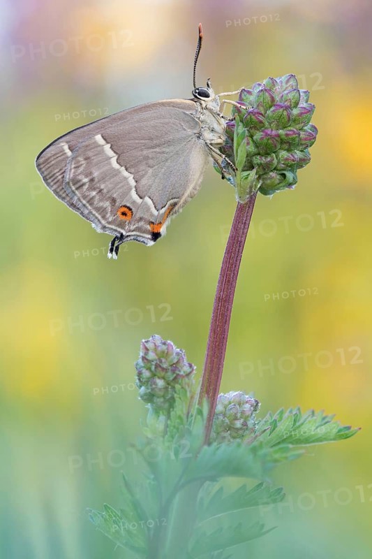 Blauer Eichenzipfelfalter (Favonius quercus)t