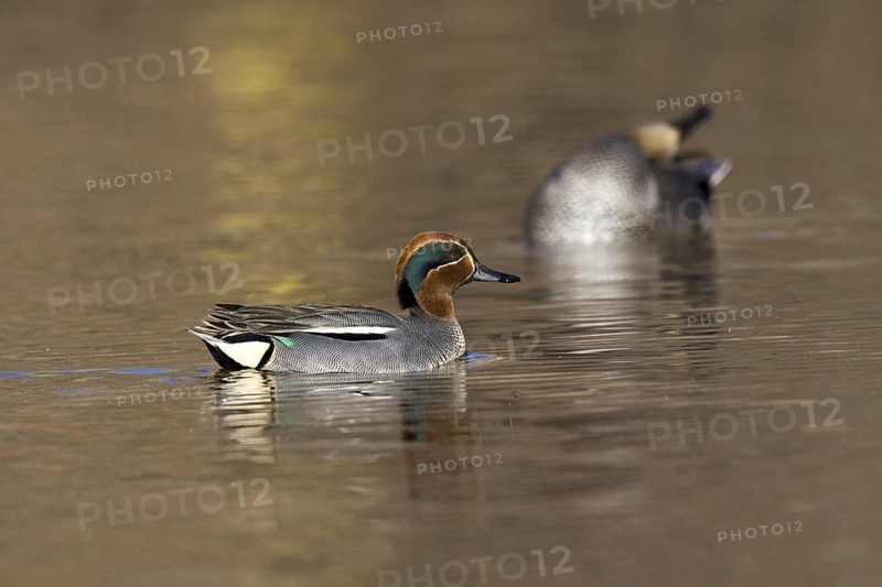 Eurasian Teal (Anas crecca) male, Castile-La Mancha, Spain