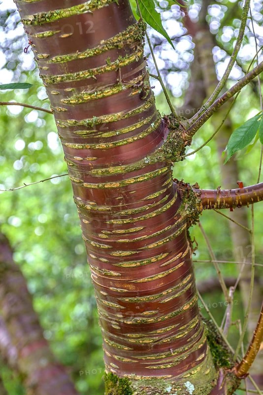 Amur cherry (Prunus maackii), Hohenheim Gardens, Germany