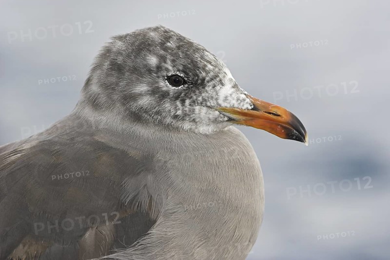 Heermann's Gull (Larus heermanni), British Columbia, Canada