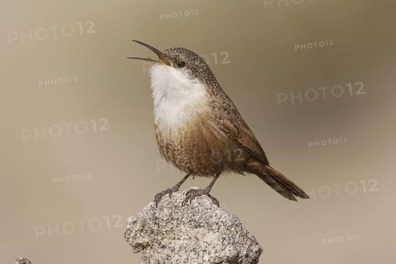 Canyon Wren (Catherpes mexicanus) male singing, California, USA