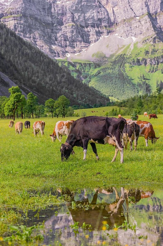 Holstein Friesian cattle stand on a green meadow next to a puddle. A reflection of the cows and the mountains can be seen in the puddle. Eng Valley, Austria