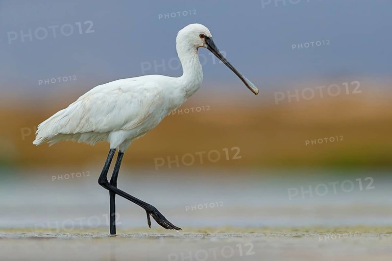 Spoonbill, (Platalea leucorodia), foraging, family of ibises and spoonbills, foraging, biotope, USA, North America, Florida, Everglades, East Khawr Khawr Ad Dahariz, Everglades, Florida, USA