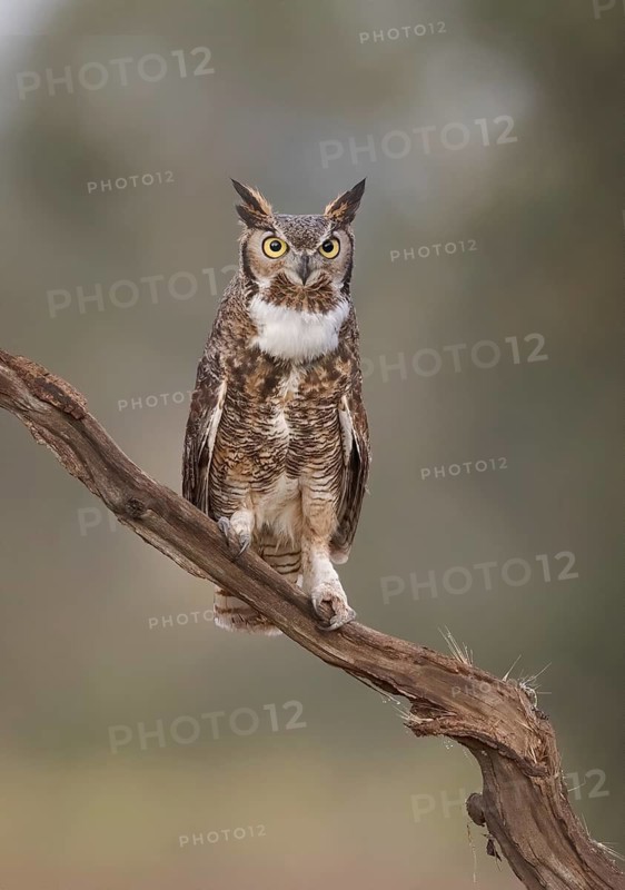 Great Horned Owl (Bubo virginianus), California, USA