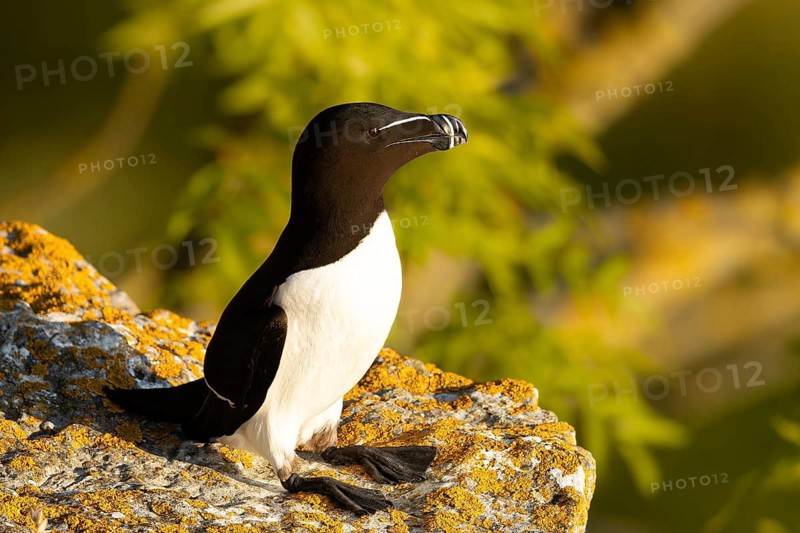 Razorbill (Alca torda) on a cliff, Gotland, Sweden