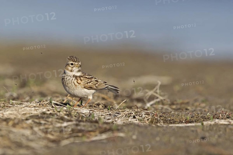 Asian Short-toed Lark (Alaudala cheleensis) on ground, Dornod Province, Mongolia