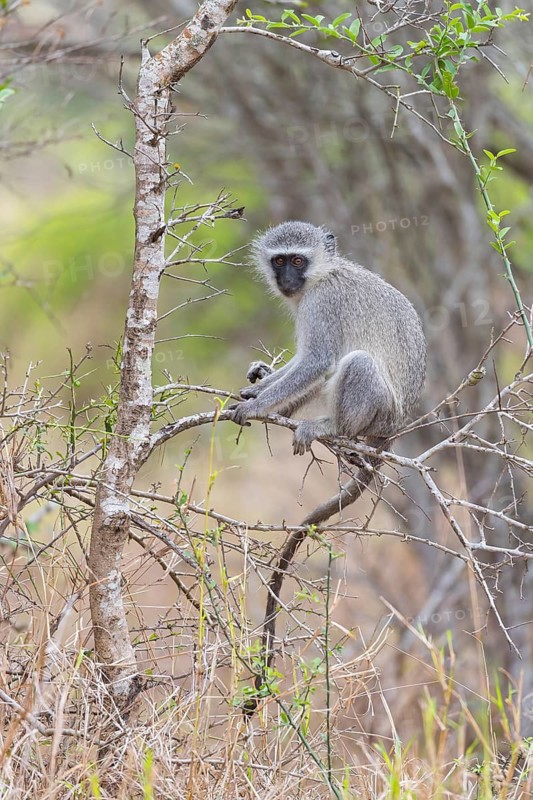 Vervet Monkey, (Chloroebus pygerythrus), vervet monkey, monkey, monkeys, primate, primates, family of vervet monkeys, mmerkatzen, Mkuze Game Reserve, Mkuze, KwaZulu-Natal, South Africa
