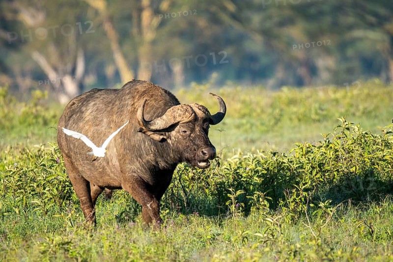 African buffalo grazes in lush greenery while a white bird, possibly an egret, flying near, showcasing wildlife symbiosis at Lake Nakuru