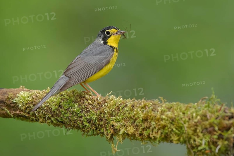 Canada Warbler (Cardellina canadensis) male with spider prey in its beak, Minnesota, USA