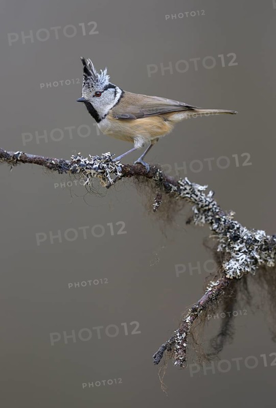 Crested Tit (Lophophanes cristatus), on a branch covered with bearded lichen, Biosphere Reserve, Swabian Alb, Baden-Württemberg, Germany