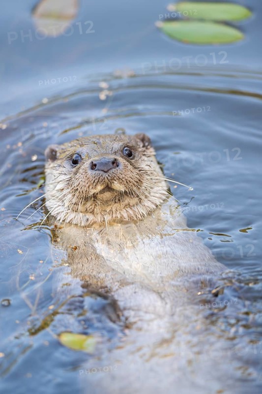 Eurasian otter (Lutra lutra) swimming in the water, Hesse, Germany