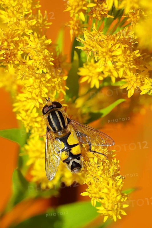 Dangling sunlover (Helophilus pendulus), on Canada goldenrod (Solidago canadensis), Wilden, North Rhine-Westphalia, Germany