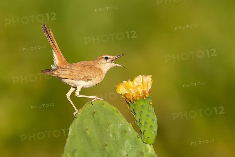 Rufous-tailed Scrub Robin (Cercotrichas galactotes) singing, perched on a flowering cactus, Extremadura, Spain
