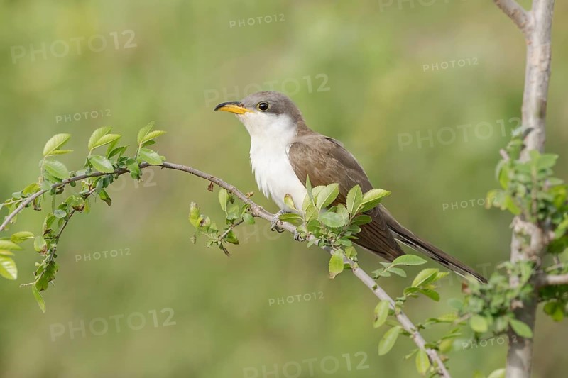 Yellow-billed Cuckoo (Coccyzus americanus) perched on a branch, Texas, USA
