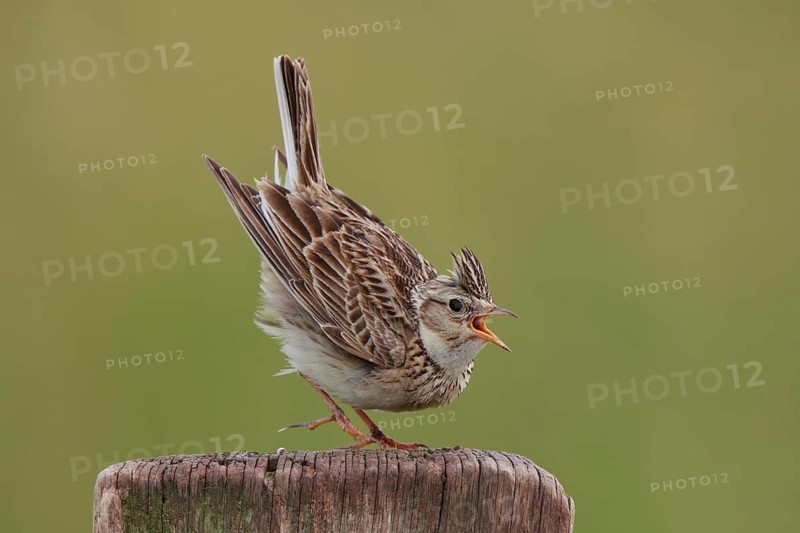 Eurasian Skylark (Alauda arvensis) singing from pale, North Rhine-Westphalia, Germany