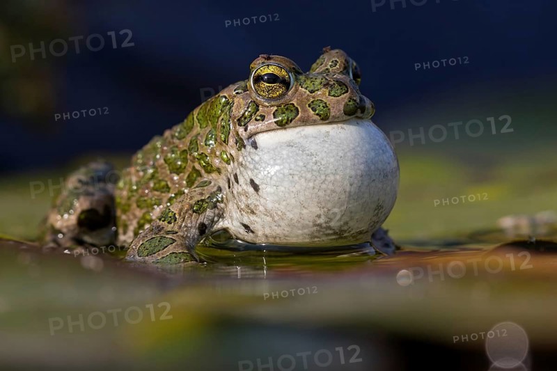 Green toad, Green toad, House toad, Variable toad, Village toad, Variegated toad, (Bufotes viridis), Animals, Frogs, Toad family, Beindersheim, Bad Dürkheim district, Rhineland-Palatinate, Federal Republic of Germany