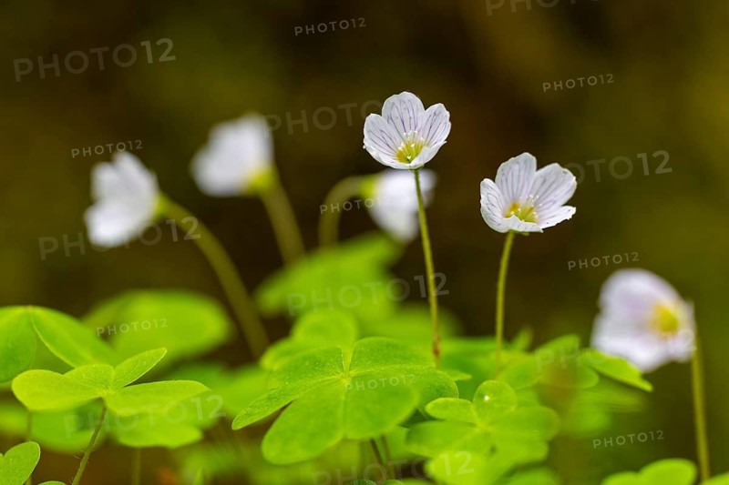 Several white flowers on long stems between green leaves against blurred background, woodland sorrel
