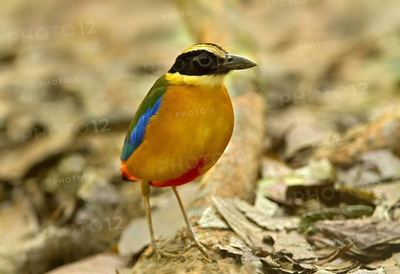 Blue-winged Pitta (Pitta moluccensis), Singapore