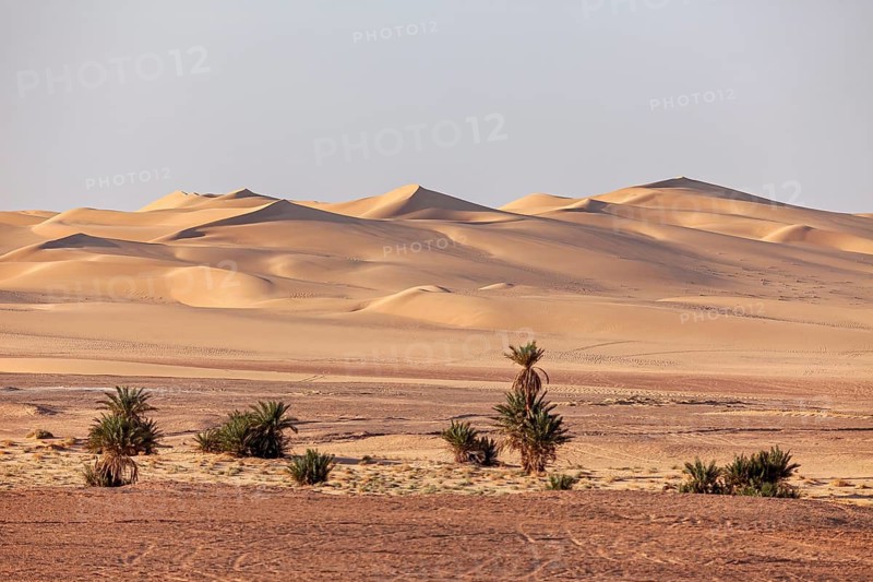 Desert landscape with sand dunes and scattered palm trees, clear atmosphere, The sand dunes of the Sahara in Algeria