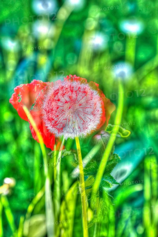 Oil painting, bright flowers, red blossom, poppy (Papaver), common dandelion (Taraxacum), flowers creative, different plants mixed, artistic shot, flowers alienated, plants, impressionistic art style, vivid spring atmosphere, allover, alienation, dense flower field, bright colours, soft, garden, bed, plants, Germany