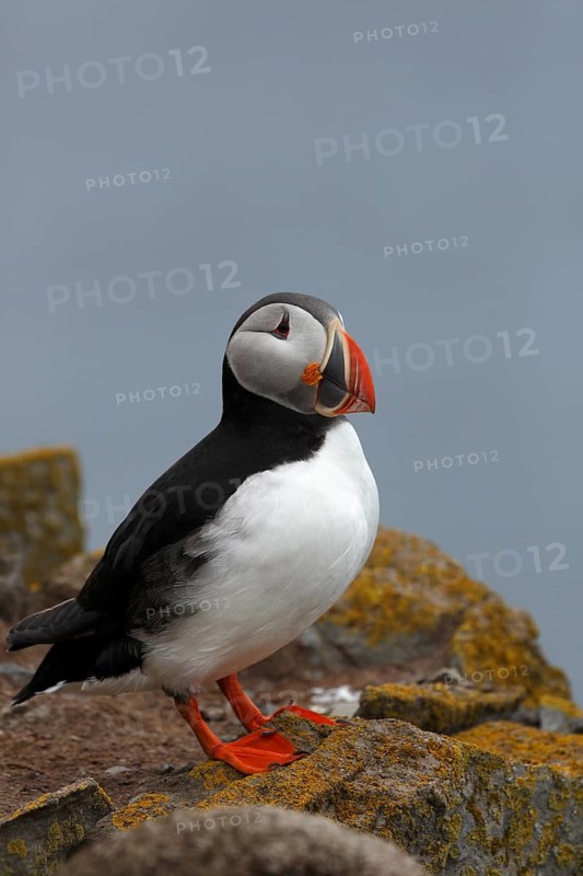 Atlantic Puffin, Common Puffin. Fratercula arctica, at the cliffs of Latrabjarg, Iceland