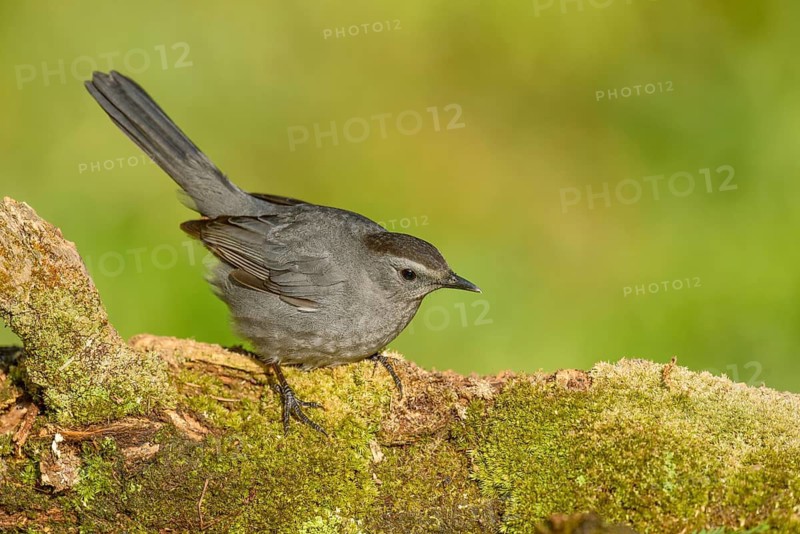 Grey Catbird (Dumetella carolinensis) perched on mossy ground, Texas, USA