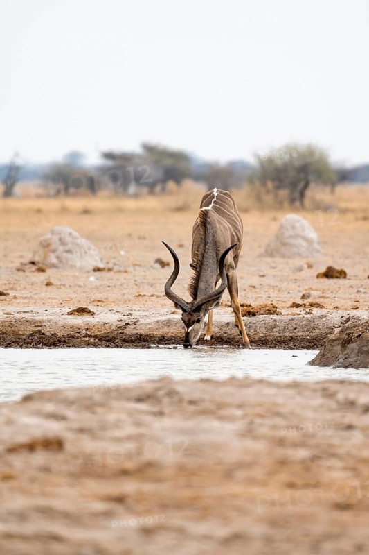 Greater kudu (Tragelaphus strepsiceros), adult male drinking at a waterhole, Nxai Pan National Park, Botswana