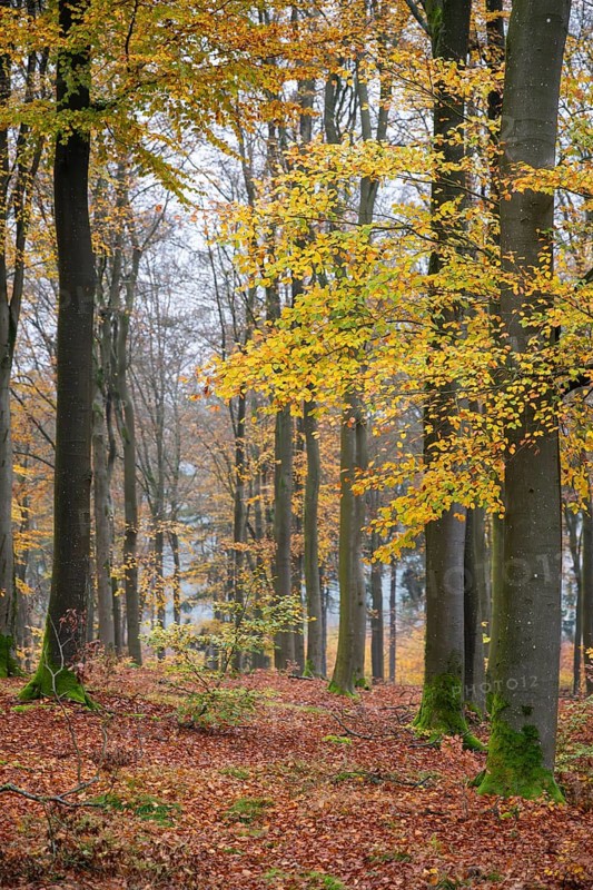 European beech (Fagus sylvatica), colored leaves in autumn in a beeck forest, Bavaria, Germany