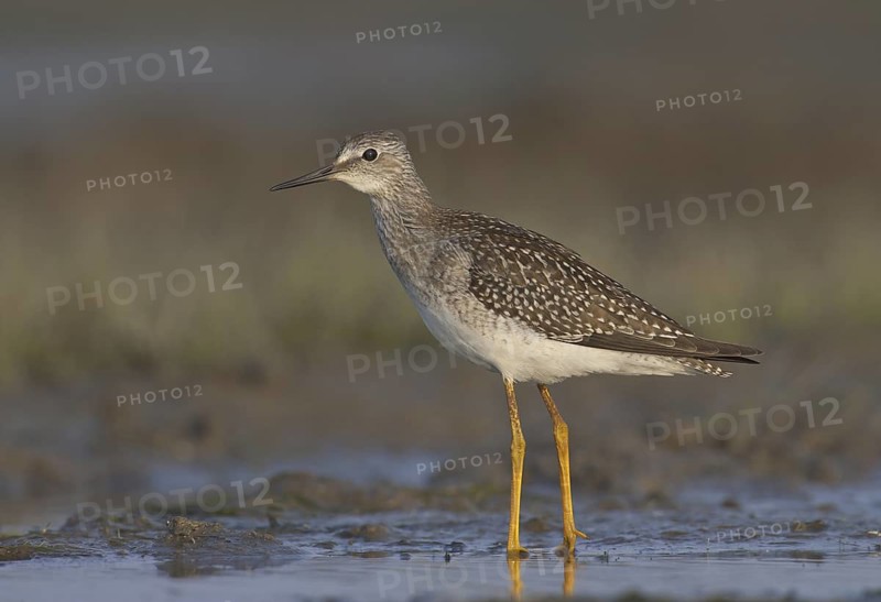 Lesser Yellowlegs (Tringa flavipes), Ohio, USA