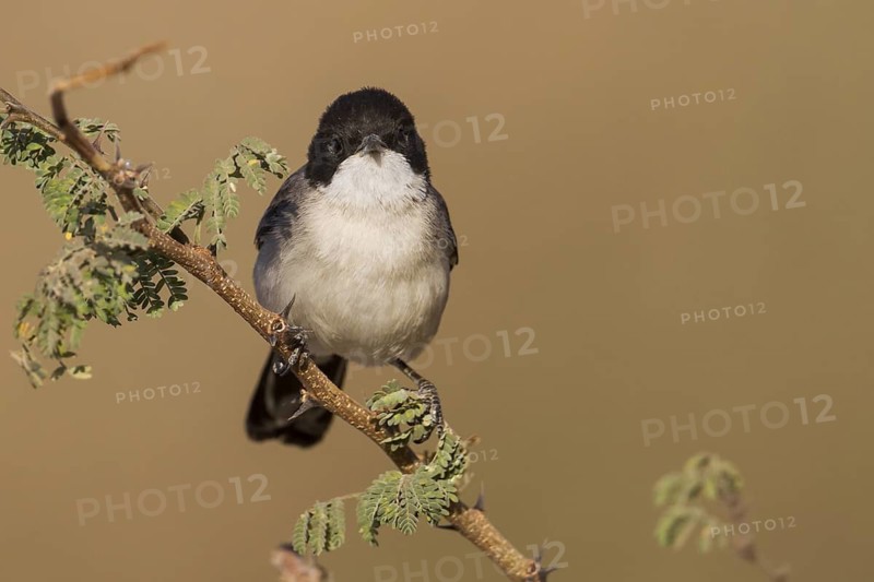 Arabian Warbler - Akaziengrasmücke - Sylvia leucmelaena ssp. leucomelaena, Oman