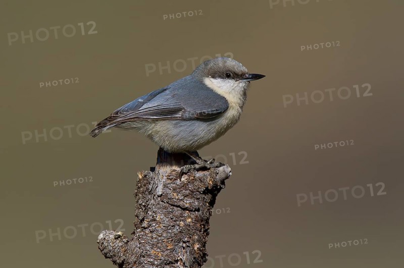 Pygmy Nuthatch (Sitta pygmaea), California, USA