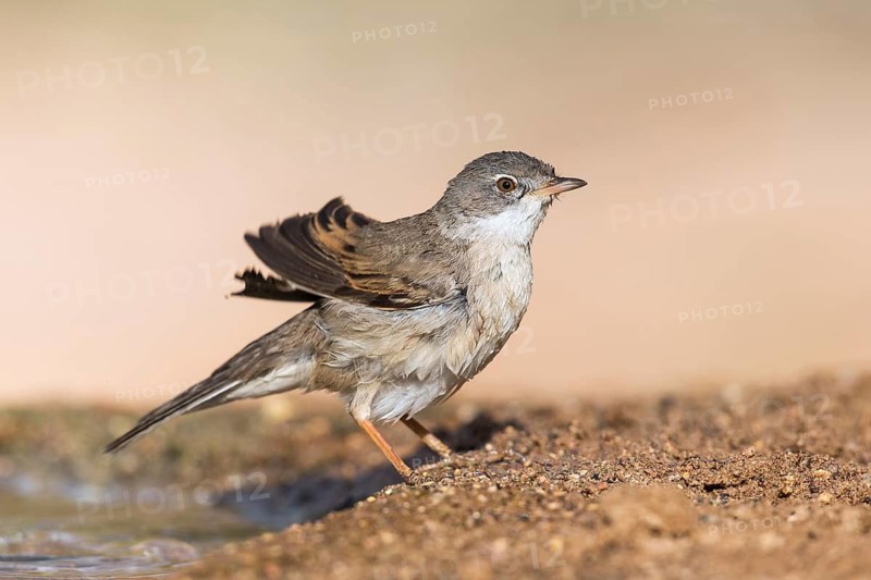 Common Whitethroat (Sylvia communis) male, Eilat, Israel