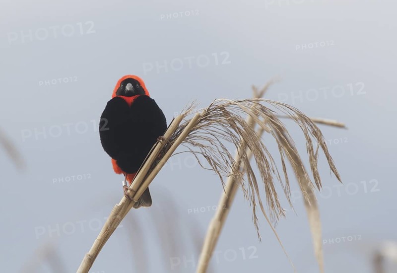 Southern Red Bishop (Euplectes orix) male, Western Cape, South Africa