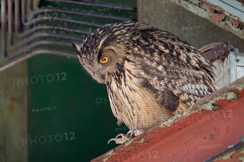 Uhu (Bubo bubo), Eagle Owl, Altvogel, Juni, Zeche Ewald, Herten, Ruhrgebiet, Nordrhein-Westfalen, Deutschland