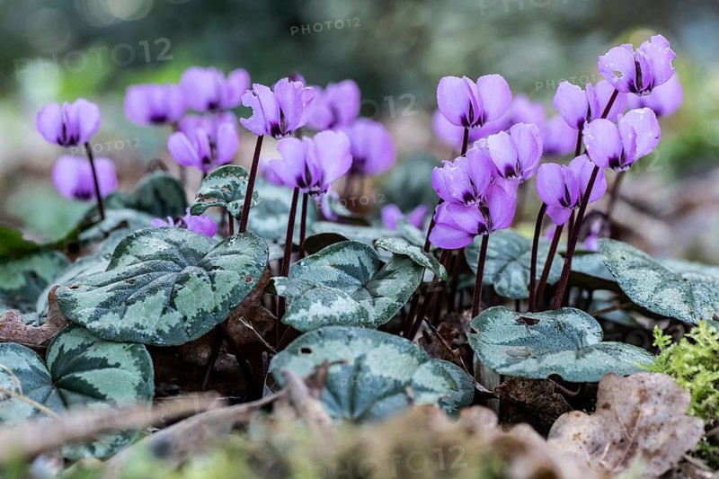 Early spring cyclamen (Cyclamen coum), Emsland, Lower Saxony, Germany