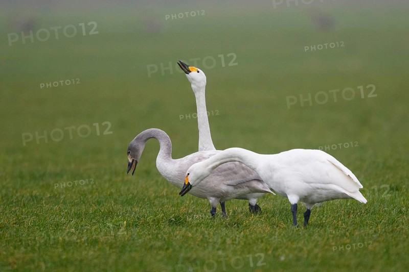Tundra Swan (Cygnus columbianus bewickii) with juvenile, Netherlands
