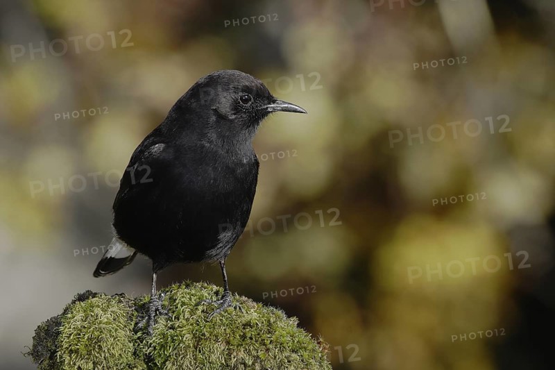 Black Wheatear (Oenanthe leucura) male, Andalusia, Spain