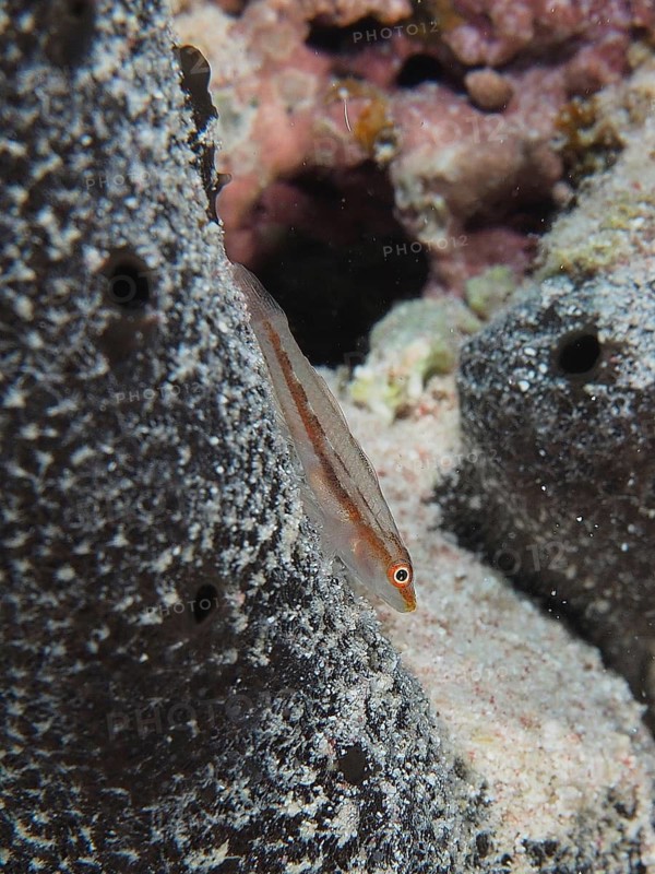Mozambique ghost goby (Pleurosicya mossambica)