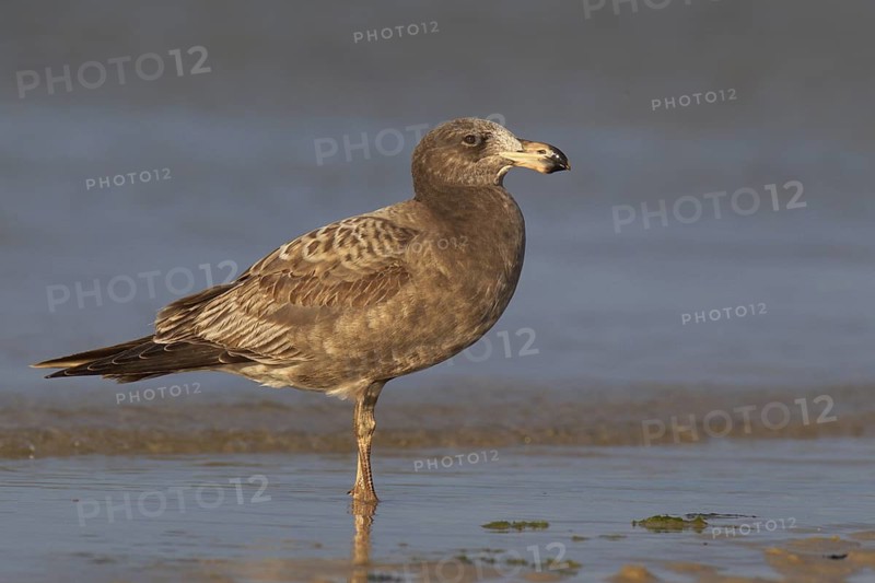 Pacific Gull (Larus pacificus), Victoria, Australia