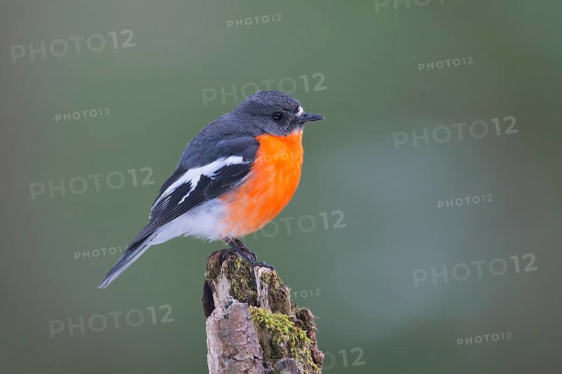 Flame Robin (Petroica phoenicea) male, Victoria, Australia